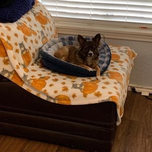 Meet your Posher, Rosie